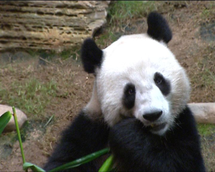 消息：大熊貓盈盈胎兒被母體吸收