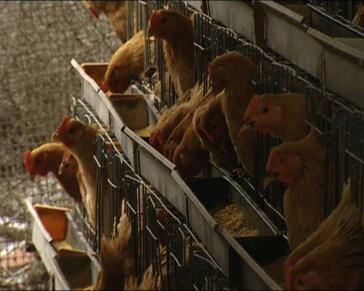 
雞農料損失50萬促政府賠償