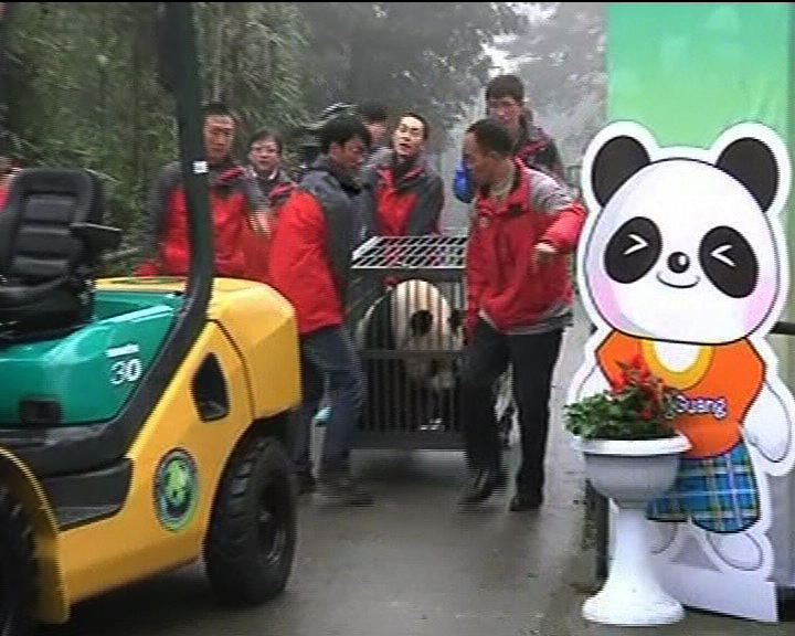 
四川兩隻大熊貓啟程赴英國定居