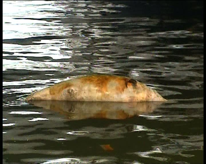 
專家指白海豚屍體或由珠江口漂到港