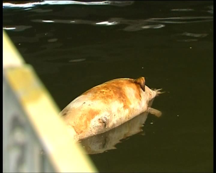 
屯門發現中華白海豚屍體