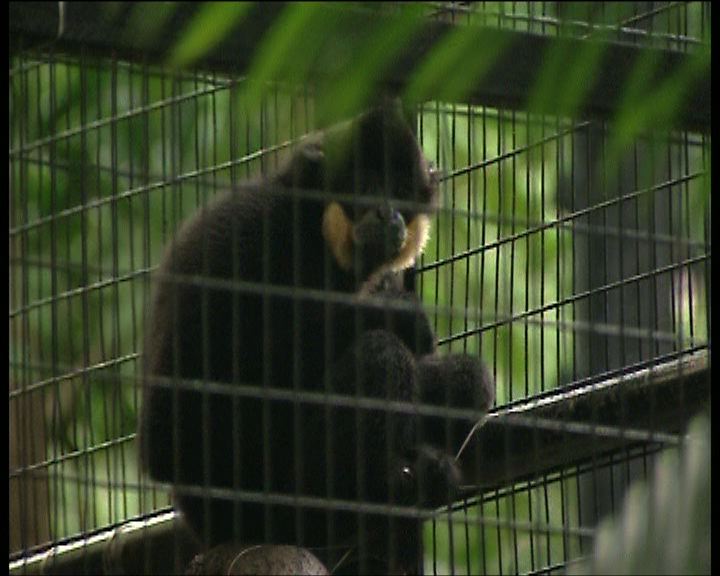 
黑猿逃出動植物公園被捉回