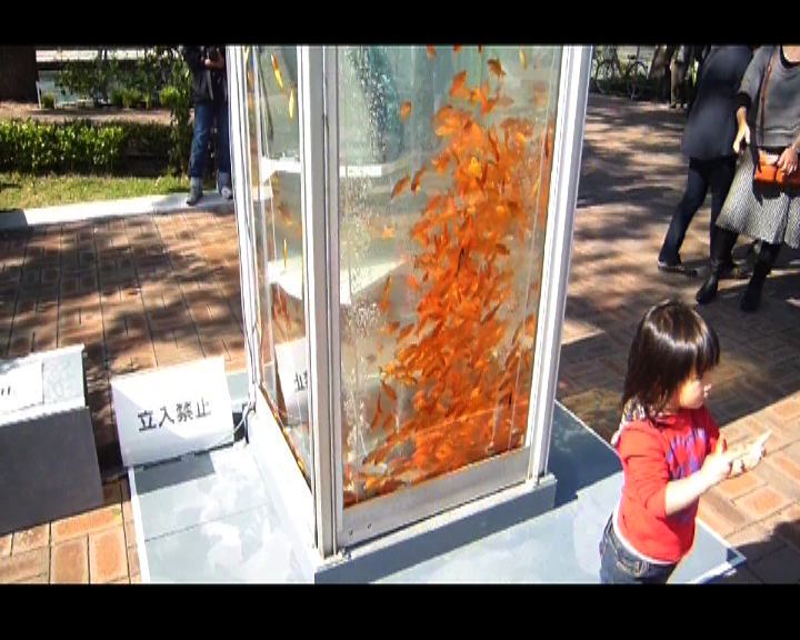 
日本電話亭變身金魚缸