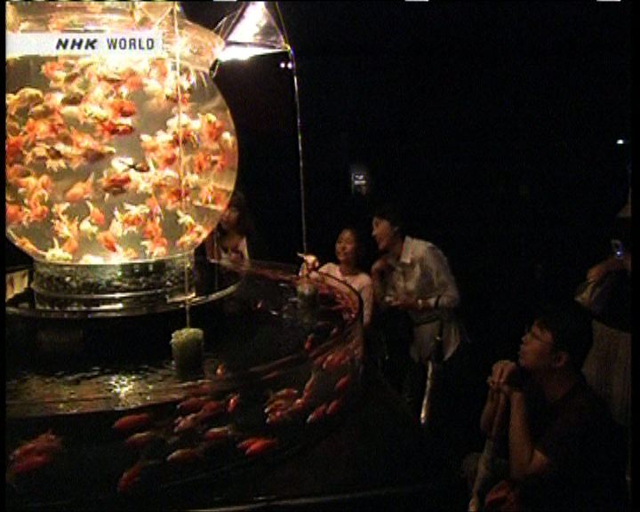 
日本金魚藝術品回味江戶文化