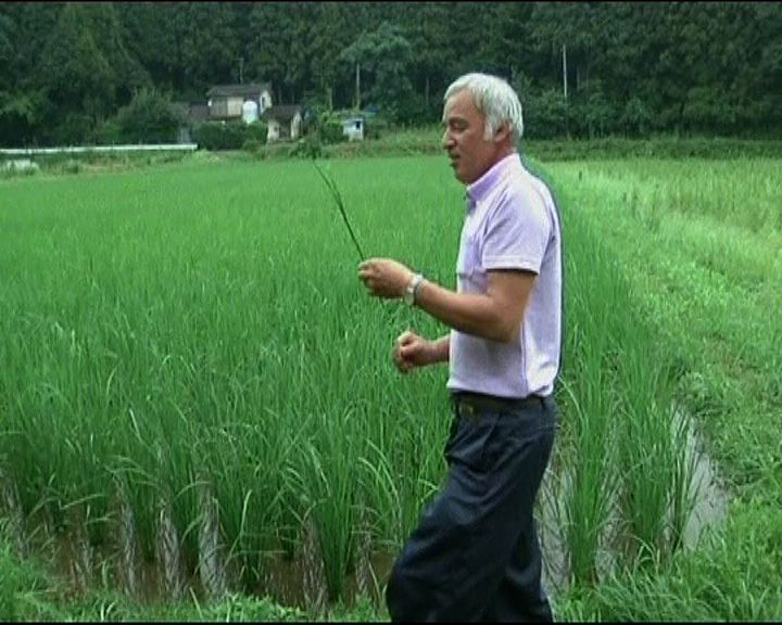 
日本稻米樣本測出含放射性物質