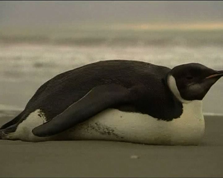 
帝王企鵝由南極游到新西蘭