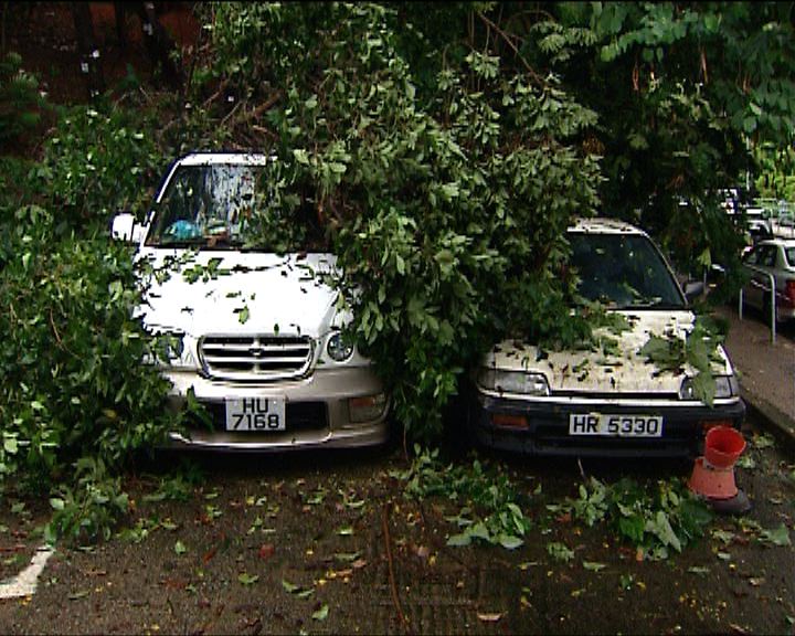 
荃灣樹木倒塌壓兩私家車