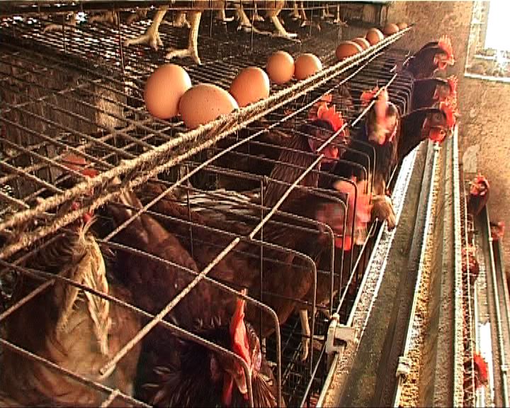 
美國投訴中國對雞肉徵收高關稅