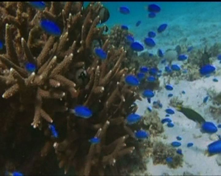 
澳洲增設多個海洋生物保護區