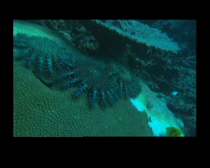 
澳洲大堡礁珊瑚覆蓋率銳減逾半