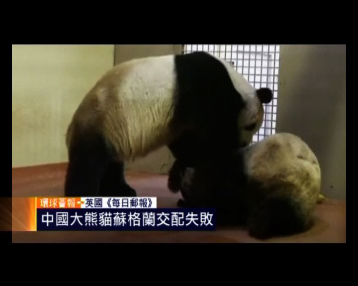 
環球薈報：中國大熊貓蘇格蘭交配失敗