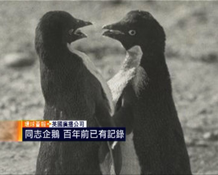 
環球薈報：同志企鵝百年前已有記錄