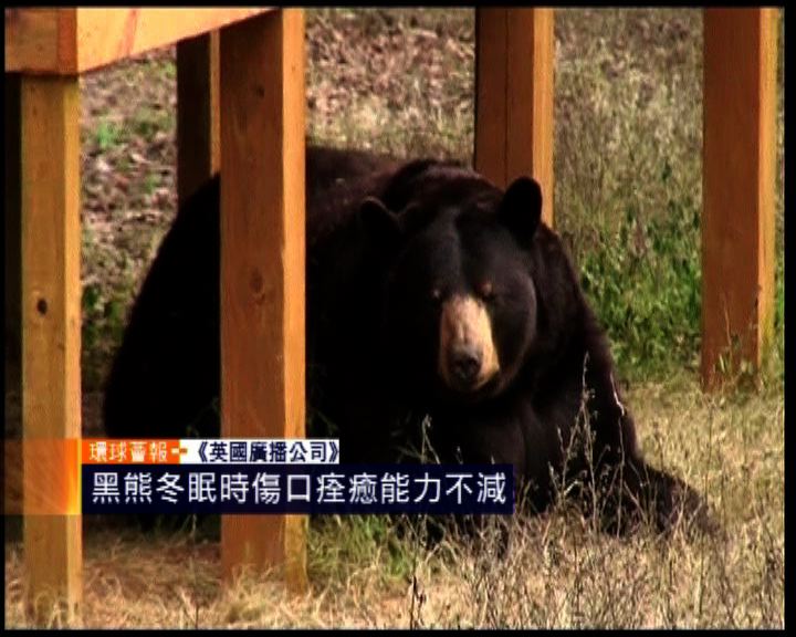 
環球薈報：黑熊冬眠時傷口痊癒能力不減