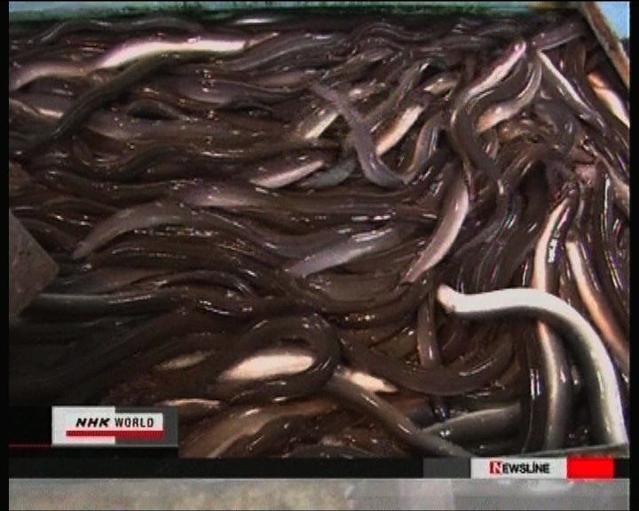 
日本鰻魚量大幅減少售價飆高