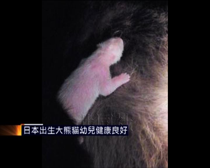 
日本出生大熊貓幼兒健康良好