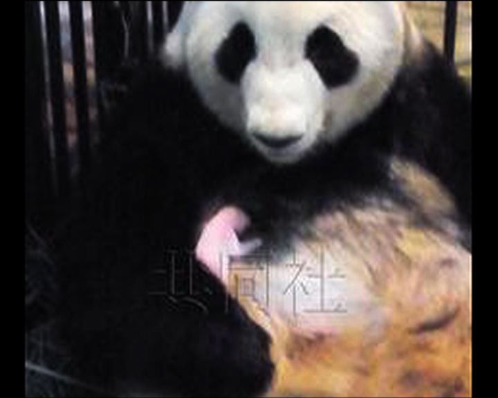 
日本出生大熊貓確認為雄性