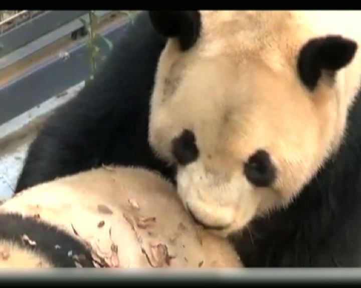 
日本初生大熊貓不幸夭折