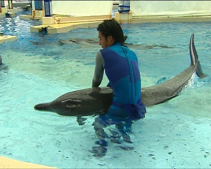 
海洋公園否認勞役海豚
