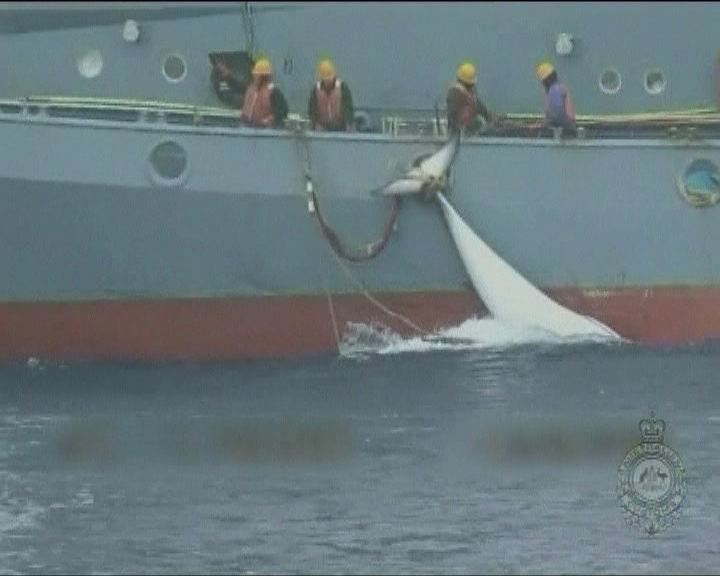 
南韓計劃仿效日本展開科研捕鯨