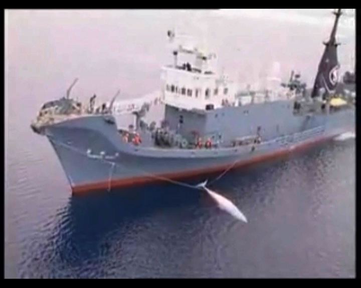 
南韓計劃以科研為由恢復於境內領海捕鯨