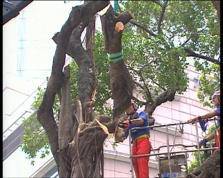 
政府擬在栢麗大道患病古樹原位重新植樹