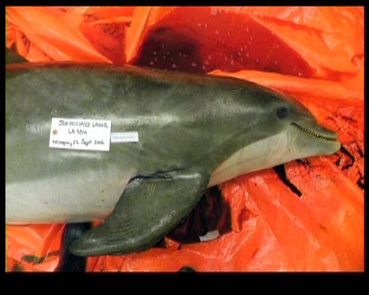 
美國團體懸紅緝拿虐待海豚者