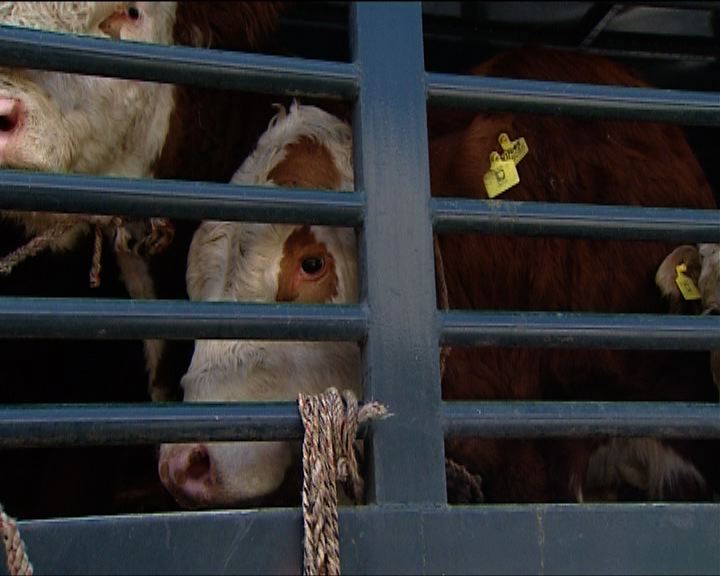 
高永文稱今年內決定是否開放活牛市場