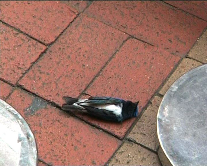 
旺角鬧市街頭發現雀鳥屍體