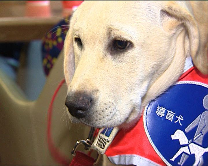 
香港首引入導盲幼犬助視障人士