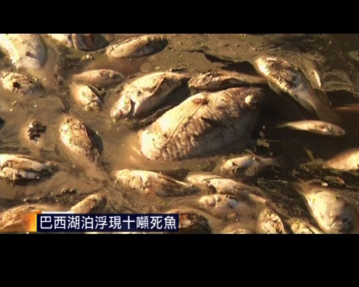 
巴西湖泊浮現十噸死魚