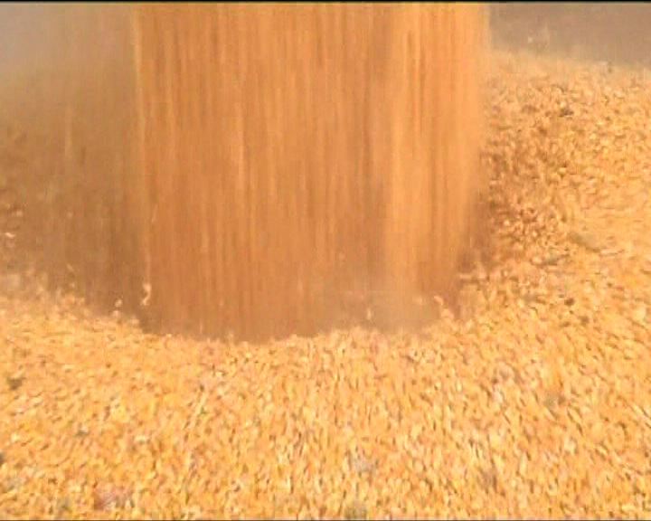 
中國退回美國輸華基因改造粟米