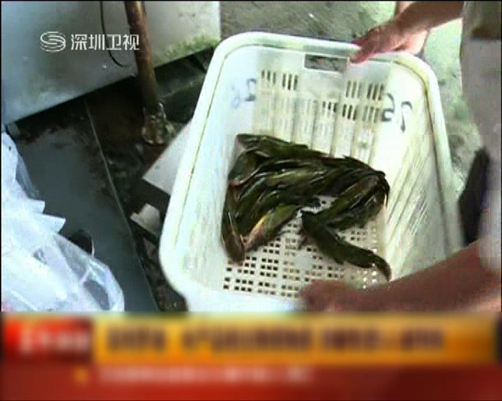 
羅湖水產市場魚類驗出孔雀石綠