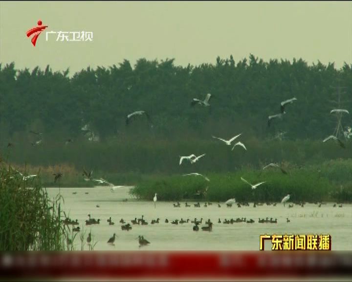 
農業部不排除H7N9病毒由候鳥傳入