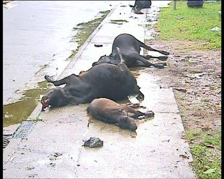 
大嶼山牛群疑被車撞五死兩傷