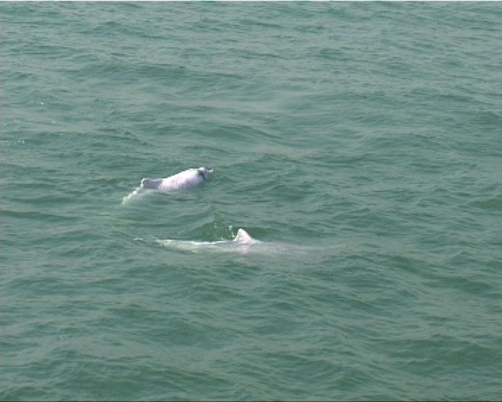 
團體指去年本港中華白海豚數量十年新低