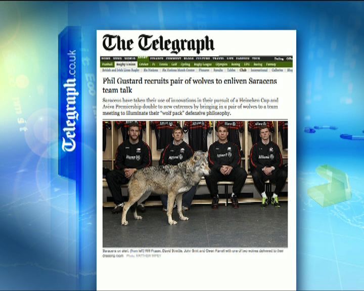 
環球薈報：教練為欖球隊帶來兩隻真狼