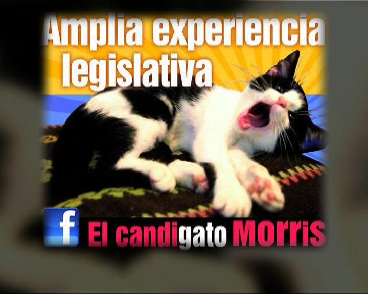 
環球薈報：墨西哥貓咪參選市長成大熱