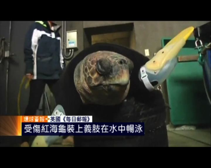 
環球薈報：受傷紅海龜裝義肢水中再暢泳