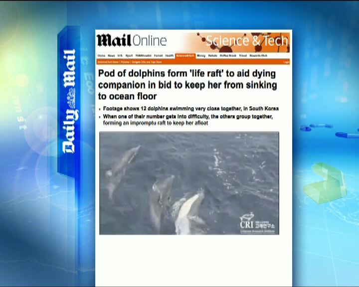 
環球薈報：12條海豚合力拯救垂死同伴