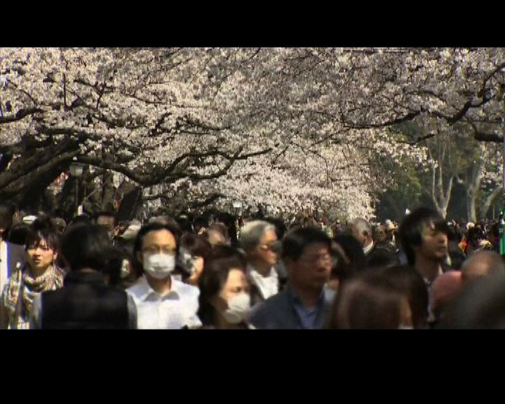 
東京櫻花比去年早15天盛開