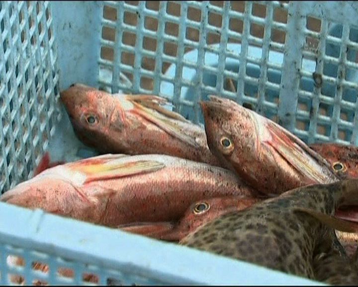 
日超市出售福島魚類無人問津