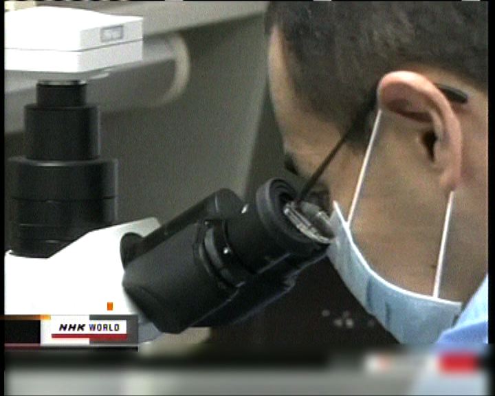 
日本研究員首次製造出腎臟組織