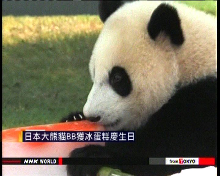 
日本大熊貓獲冰蛋糕慶生日