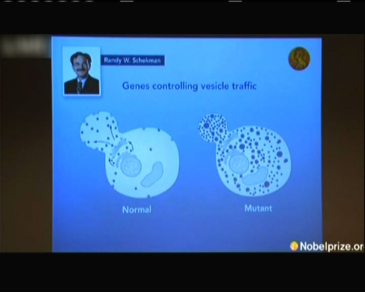 
研究細胞囊泡奪諾貝爾醫學獎