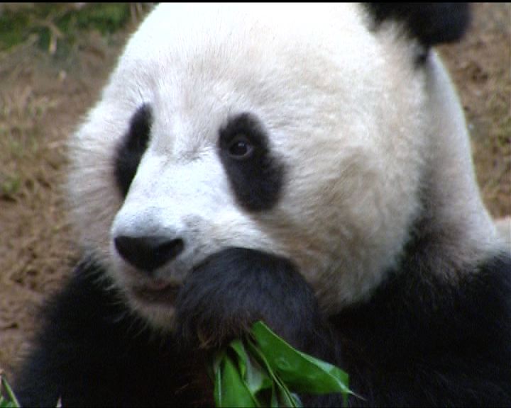 
大熊貓盈盈未有懷孕