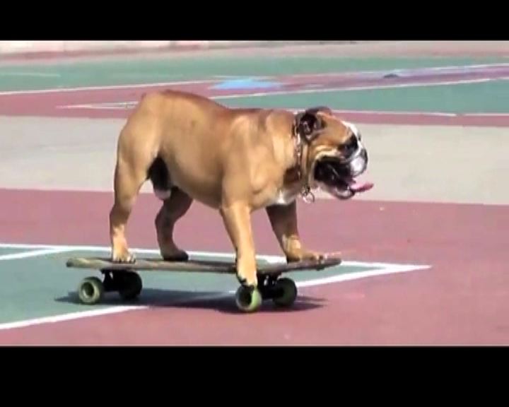 
秘魯有人訓練小狗玩滑板