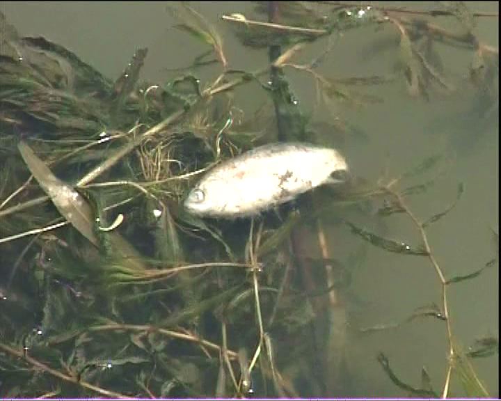 
上海泗涇塘近日出現逾千死魚