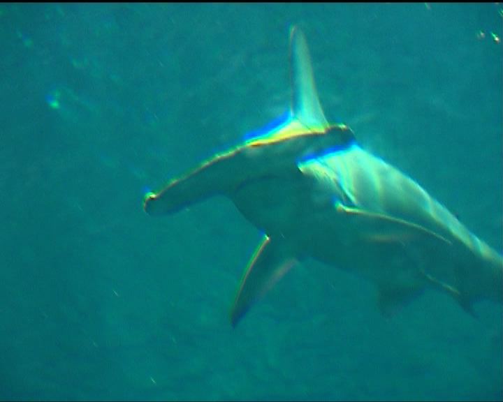 
鎚頭鯊因臭氧過量致死