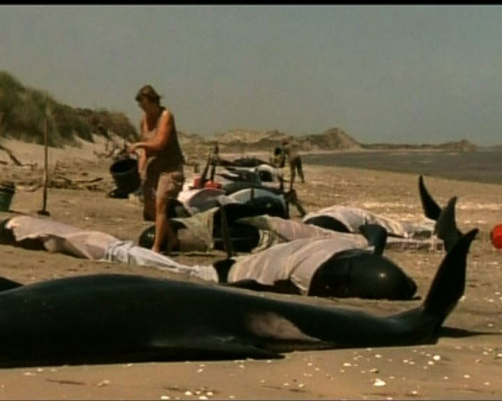 
鯨豚集體擱淺疑受聲納影響