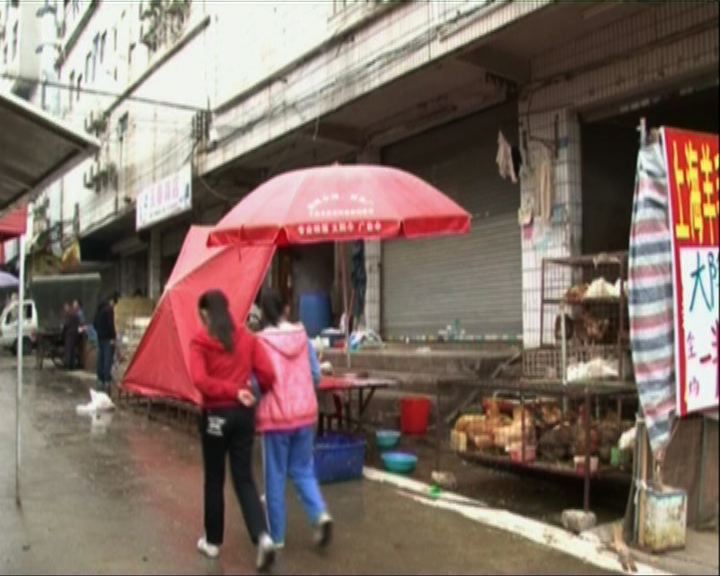 
深圳發現H7N9街市仍出售活雞